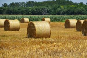 Приобретение земельного участка в собственность для сельскохозяйственных нужд — Юридические советы